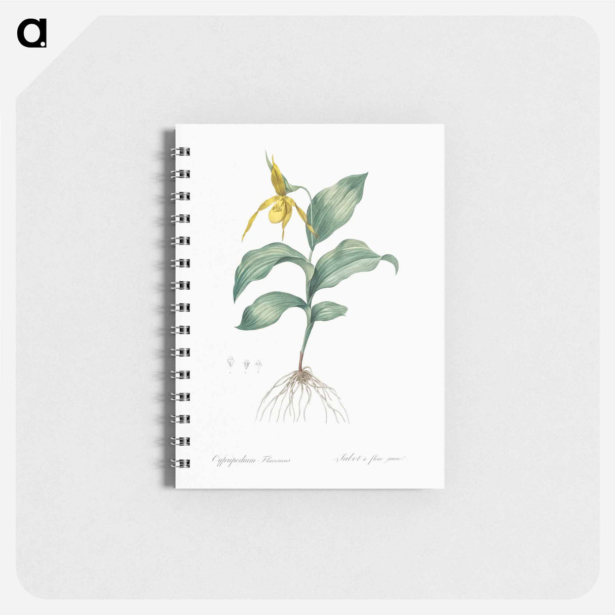 Yellow Lady's Slipper Orchid - ピエール ジョゼフ ルドゥーテ Memo.