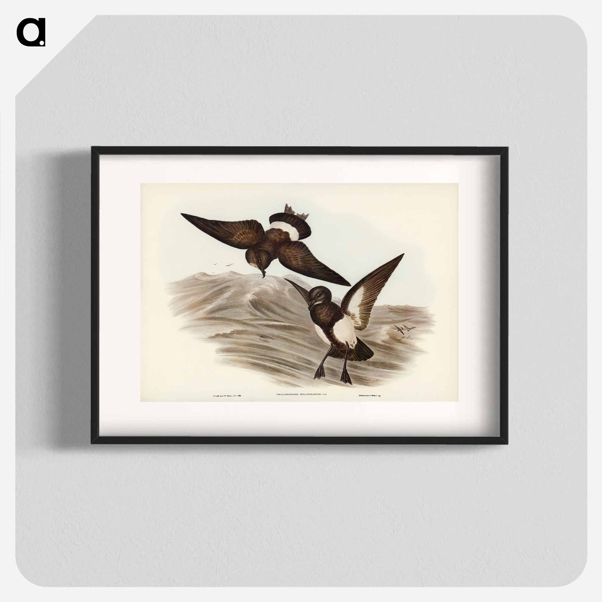 アートポスター-Black-bellied Storm Petrel
- ジョン グールド Poster.