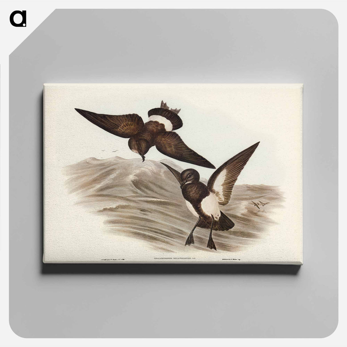 アートパネル-Black-bellied Storm Petrel
- ジョン グールド Canvas.