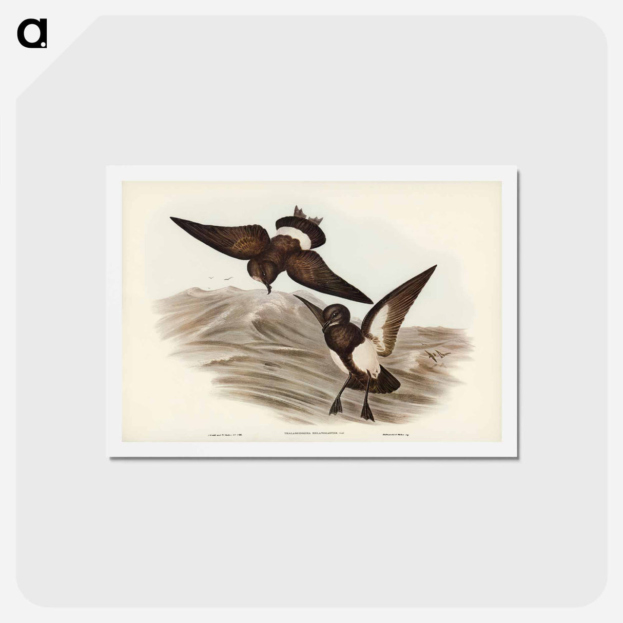 アートポストカード-Black-bellied Storm Petrel
- ジョン グールド Postcard.