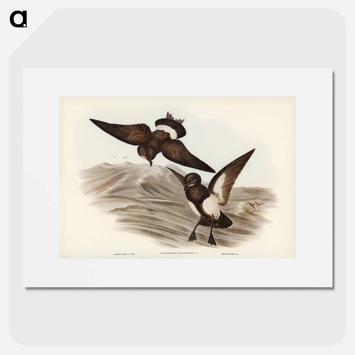 アートポスター-Black-bellied Storm Petrel
- ジョン グールド Poster.