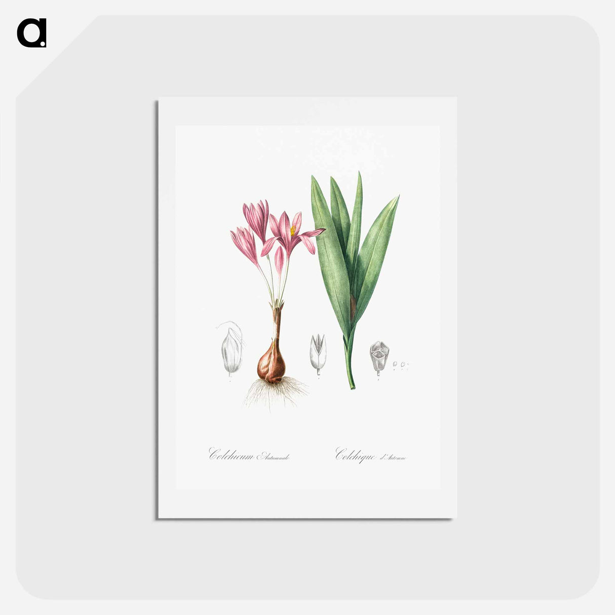 アートポストカード-Autumn crocus illustration - ピエール ジョゼフ ルドゥーテ Postcard.