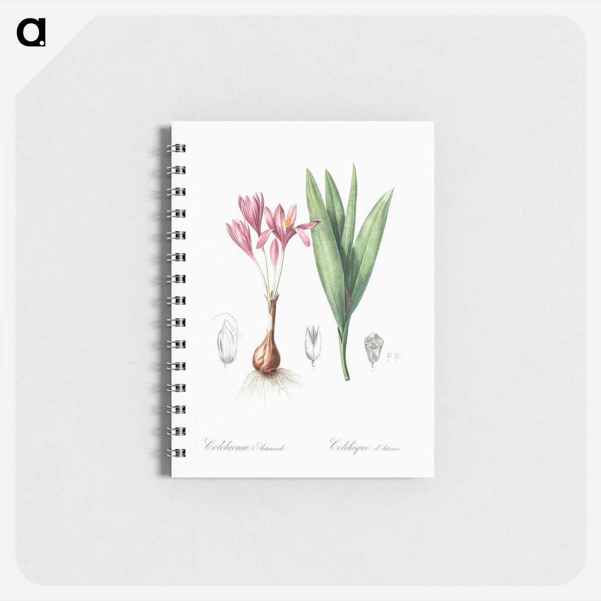 アートメモ帳-Autumn crocus illustration - ピエール ジョゼフ ルドゥーテ Memo.