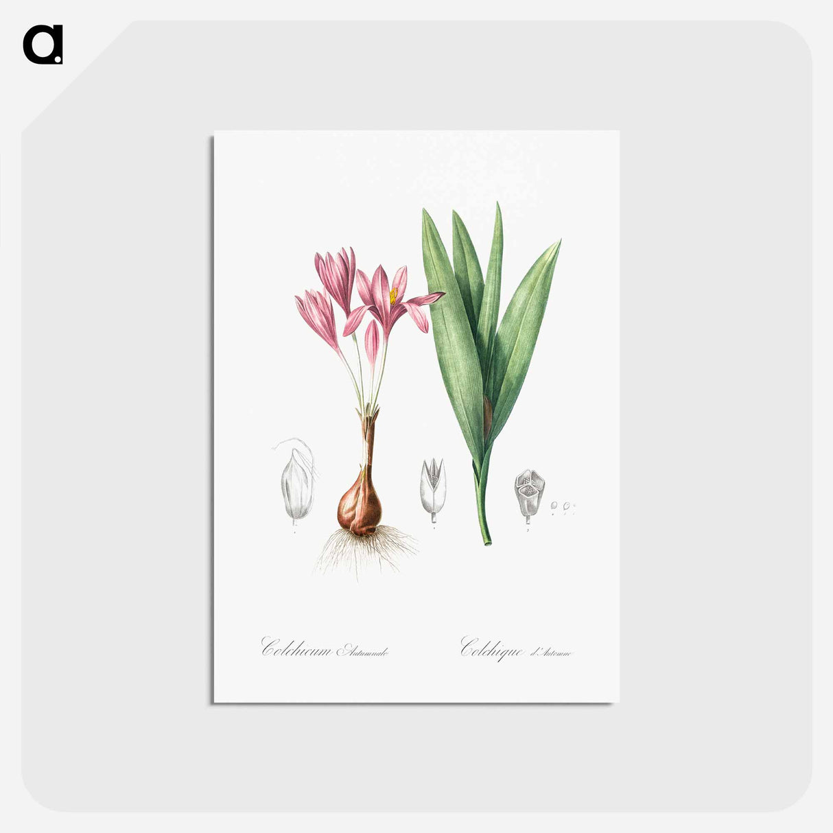 アートポストカード-Autumn crocus illustration - ピエール ジョゼフ ルドゥーテ Postcard.