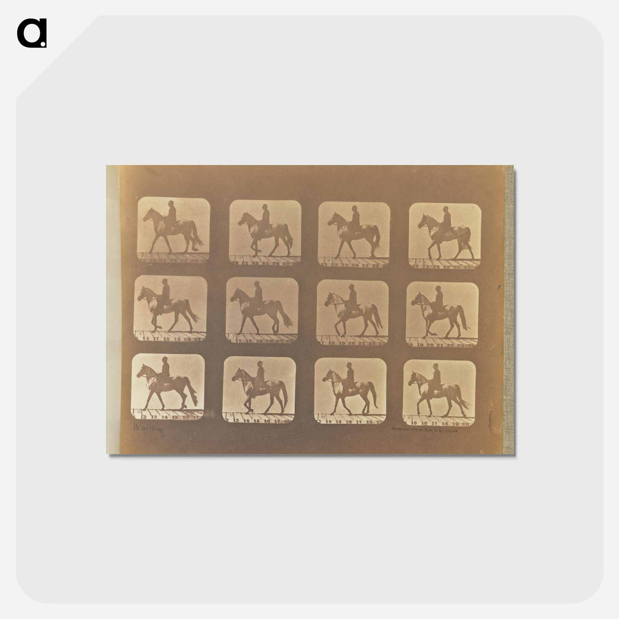 アートポストカード-Walking
- エドワード マイブリッジ Postcard.