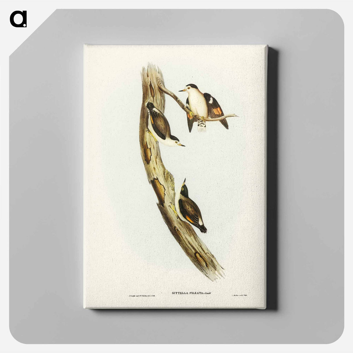アートパネル-Black-capped Sittella
- ジョン グールド Canvas.