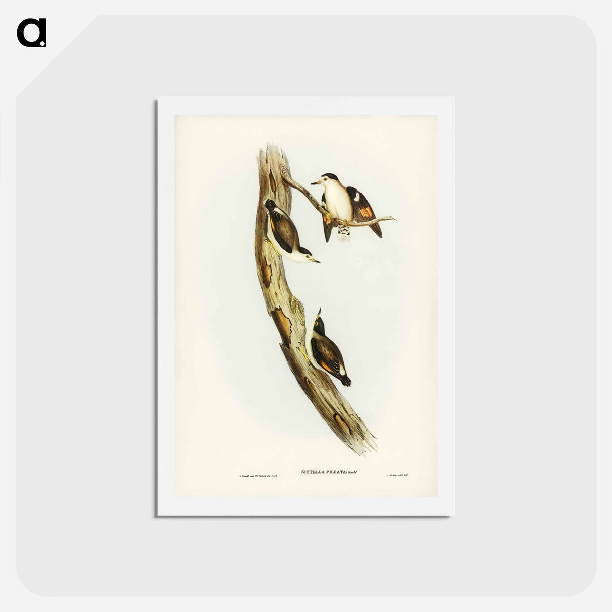 アートポストカード-Black-capped Sittella
- ジョン グールド Postcard.