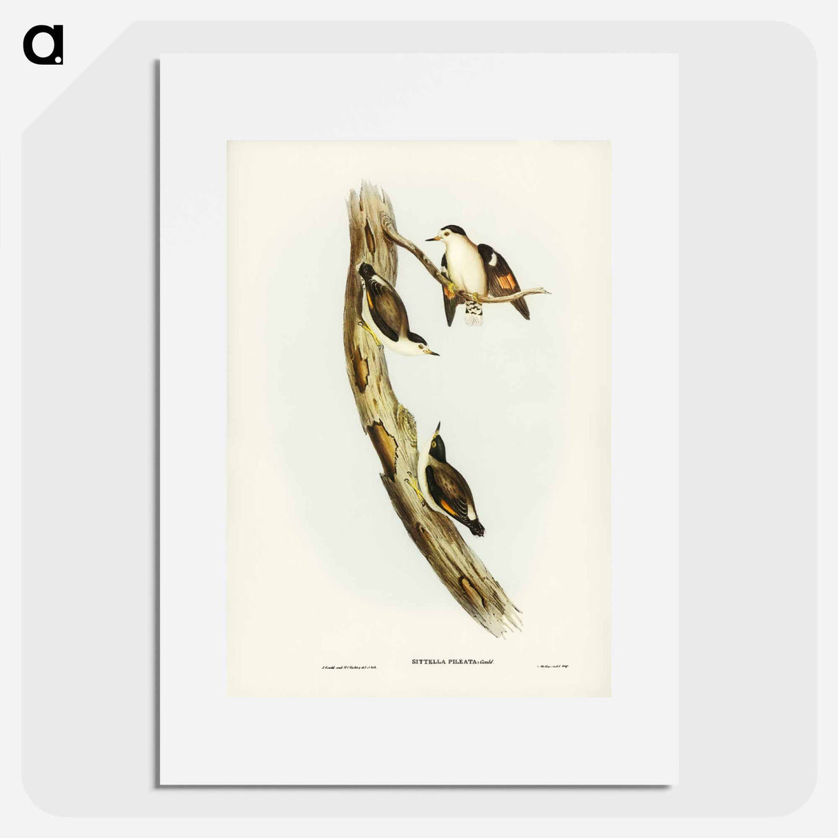 アートポスター-Black-capped Sittella
- ジョン グールド Poster.