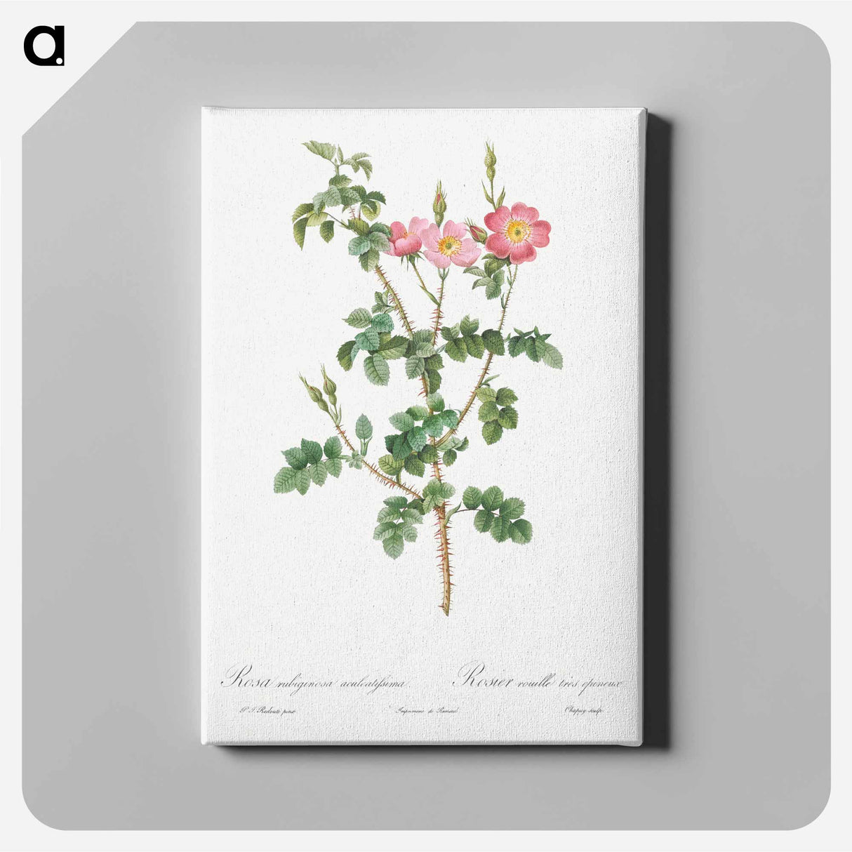 Prickly Sweet Briar Rose with Dusty Pink Flowers - Pierre Joseph Redouté Canvas.