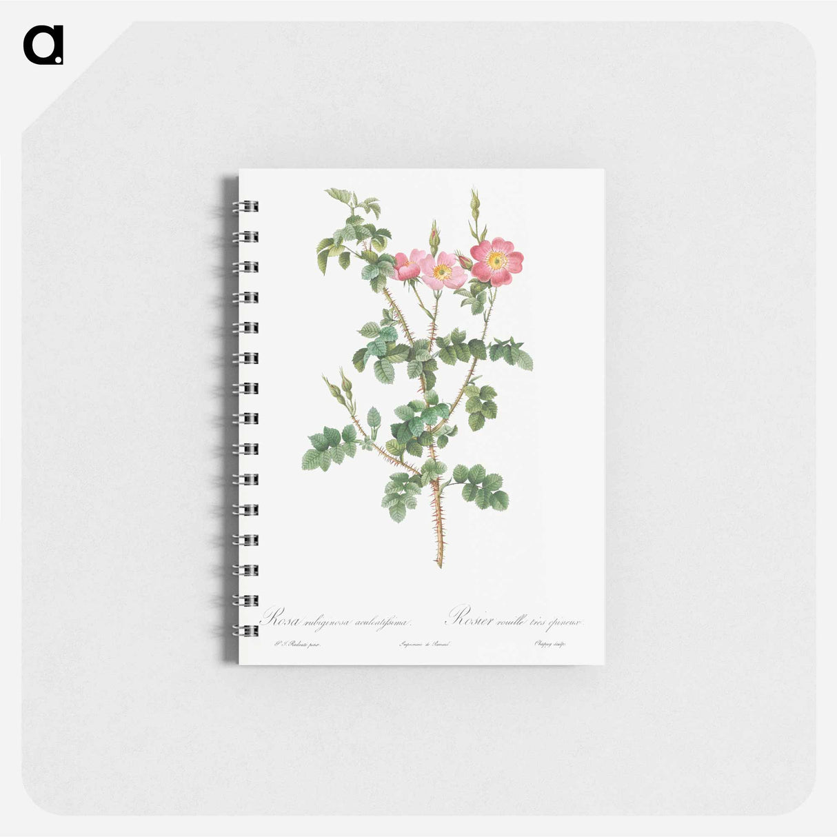 Prickly Sweet Briar Rose with Dusty Pink Flowers - ピエール ジョゼフ ルドゥーテ Memo.