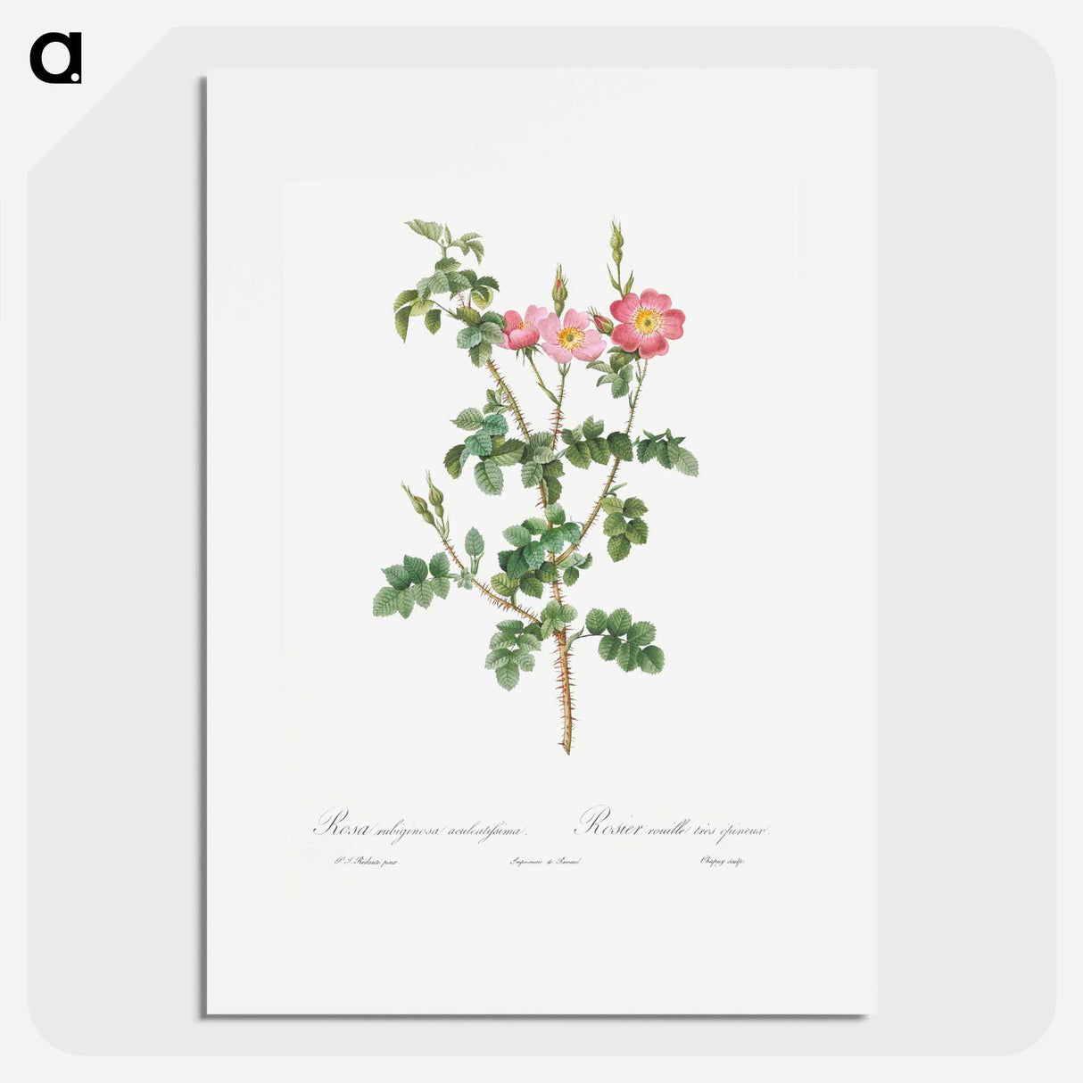 Prickly Sweet Briar Rose with Dusty Pink Flowers - Pierre Joseph Redouté Poster.