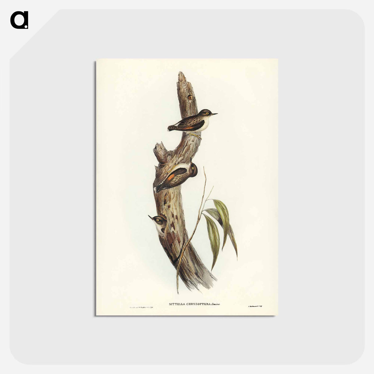 アートポストカード-Orange-winged Sittella
- ジョン グールド Postcard.