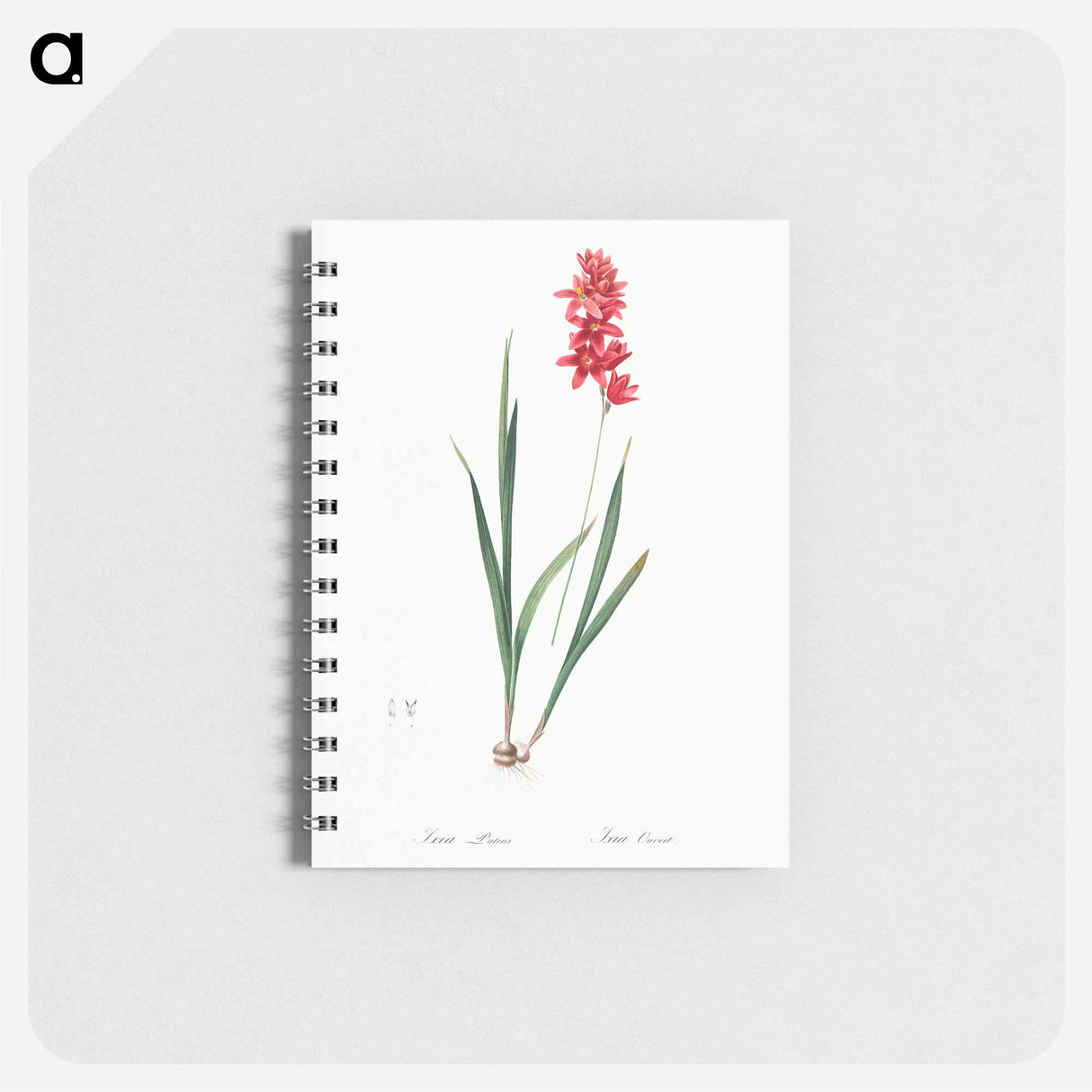 Ixia patens illustration - ピエール ジョゼフ ルドゥーテ Memo.