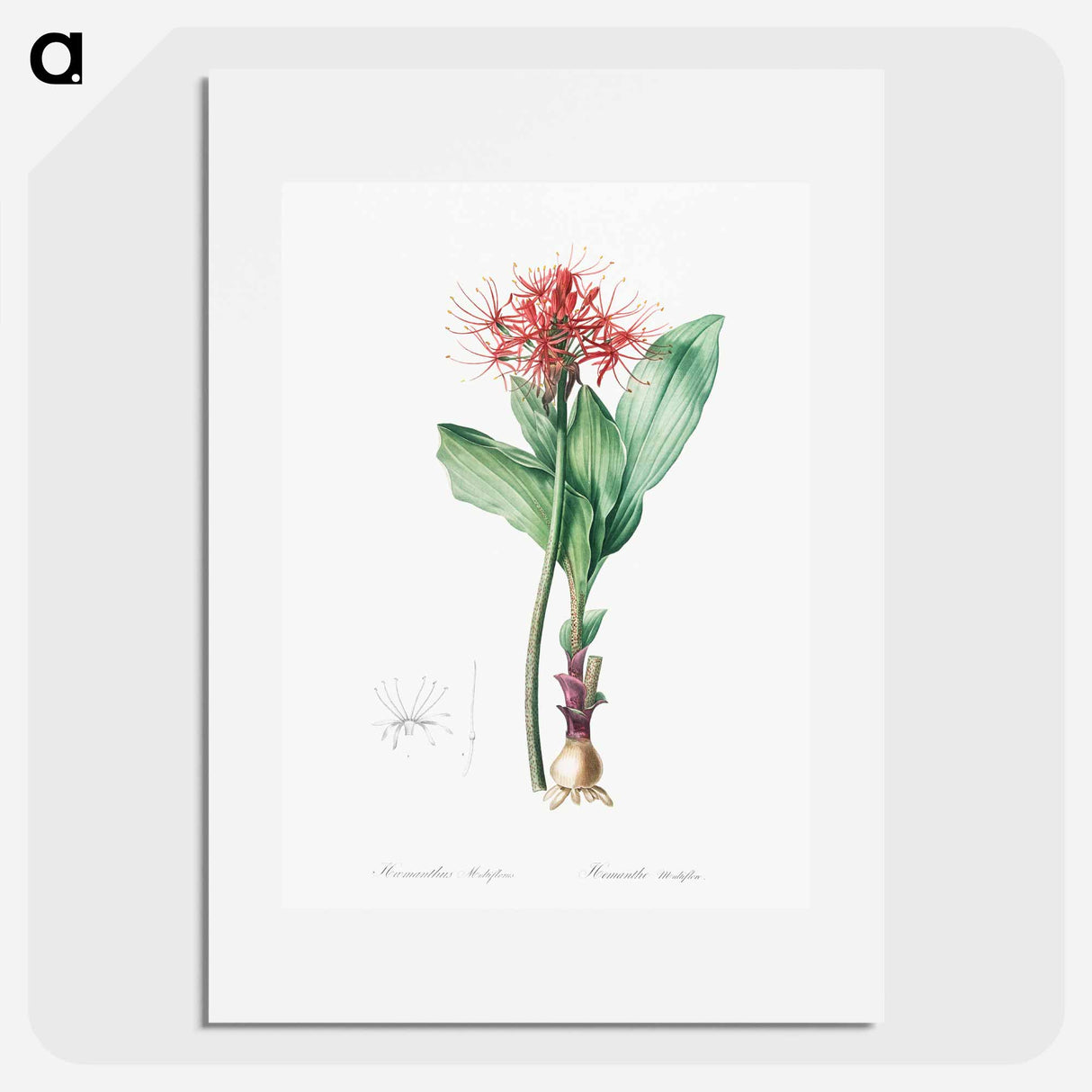 アートポスター-Blood lily illustration - ピエール ジョゼフ ルドゥーテ Poster.
