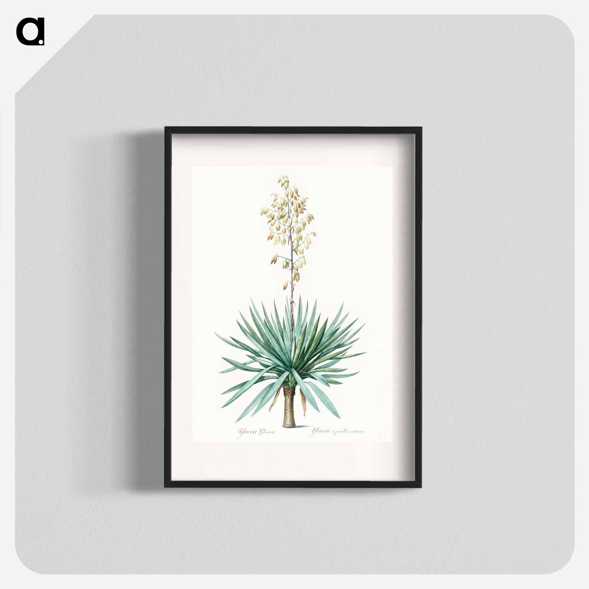 Adam's needle - Pierre Joseph Redouté Poster.