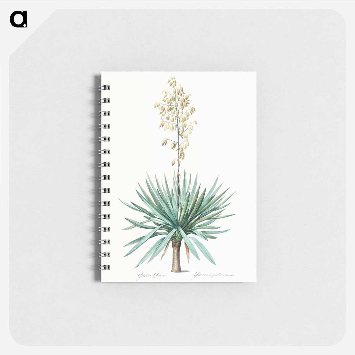 Adam's needle - ピエール ジョゼフ ルドゥーテ Memo.