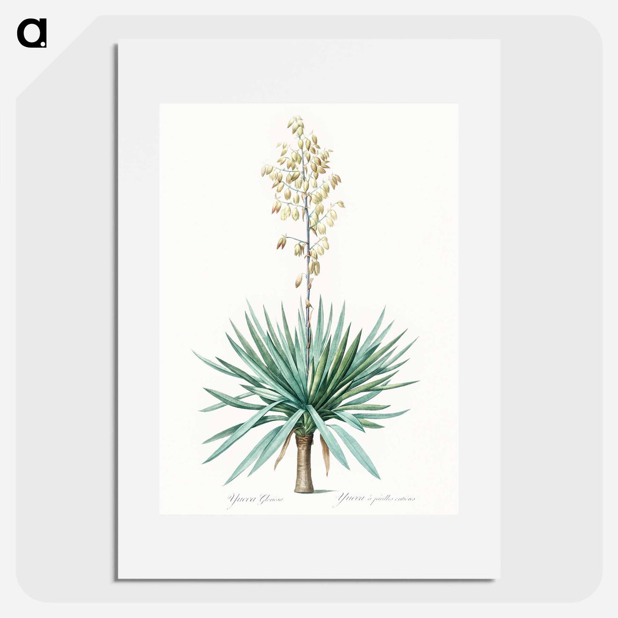 Adam's needle - Pierre Joseph Redouté Poster.