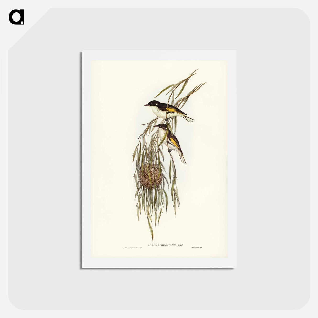アートポストカード-Painted Honey-eater
- ジョン グールド Postcard.