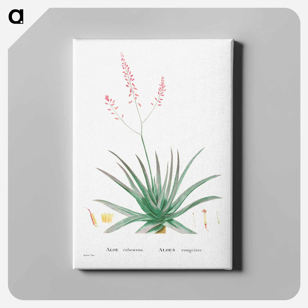 アートパネル-Aloe Rubescens (Aloe Vera) - ピエール ジョゼフ ルドゥーテ Canvas.