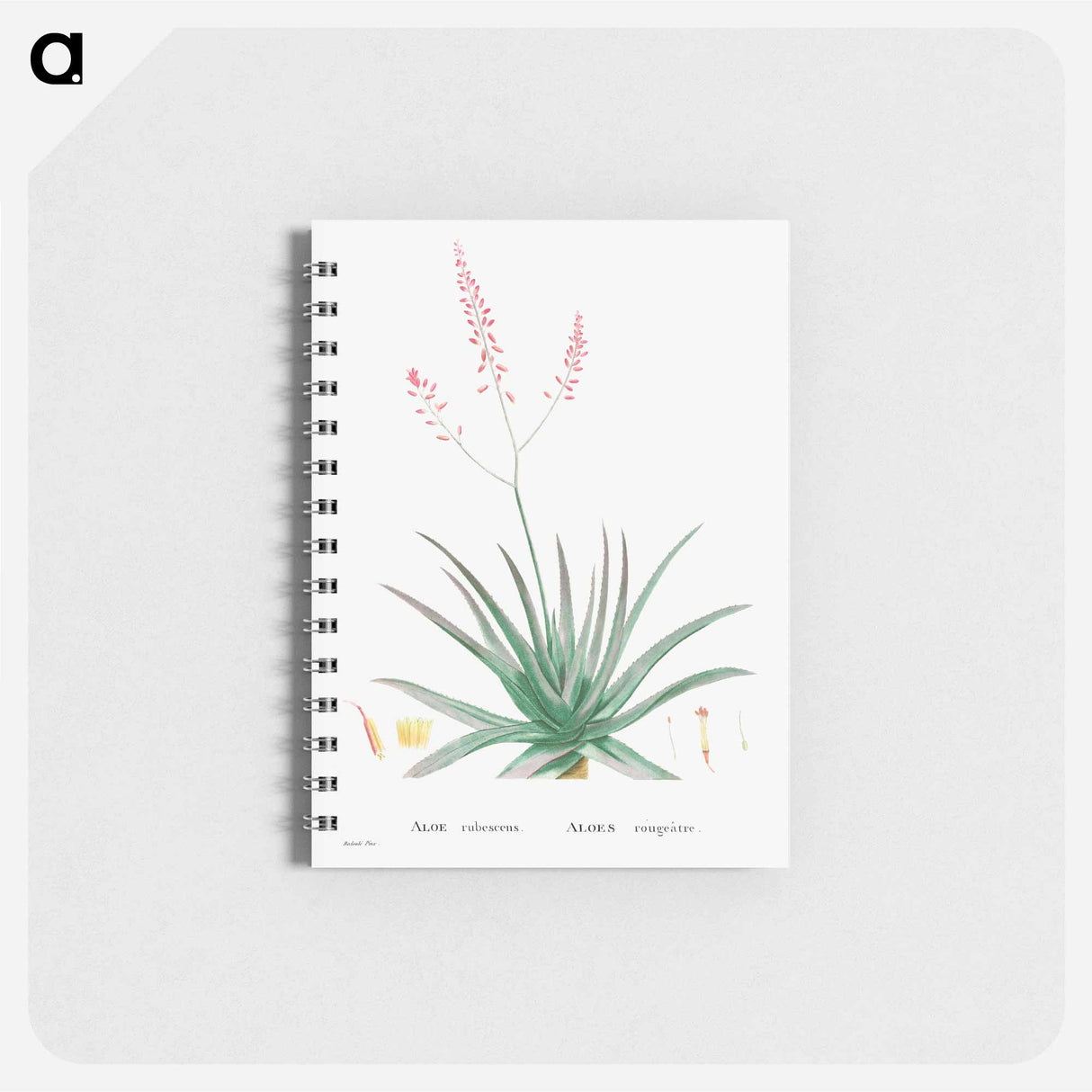 アートメモ帳-Aloe Rubescens (Aloe Vera) - ピエール ジョゼフ ルドゥーテ Memo.