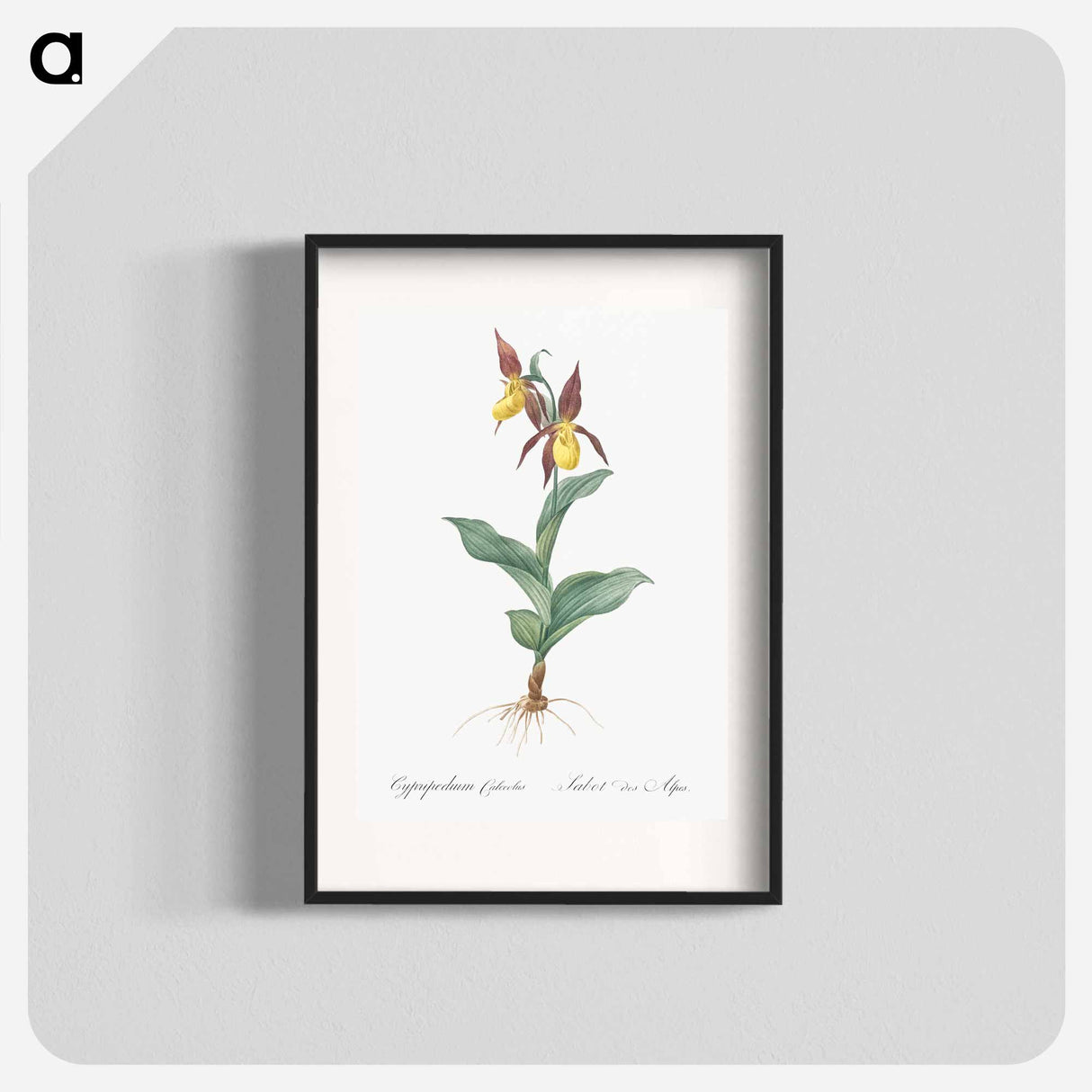 Lady's slipper orchid illustration - Pierre Joseph Redouté Poster.