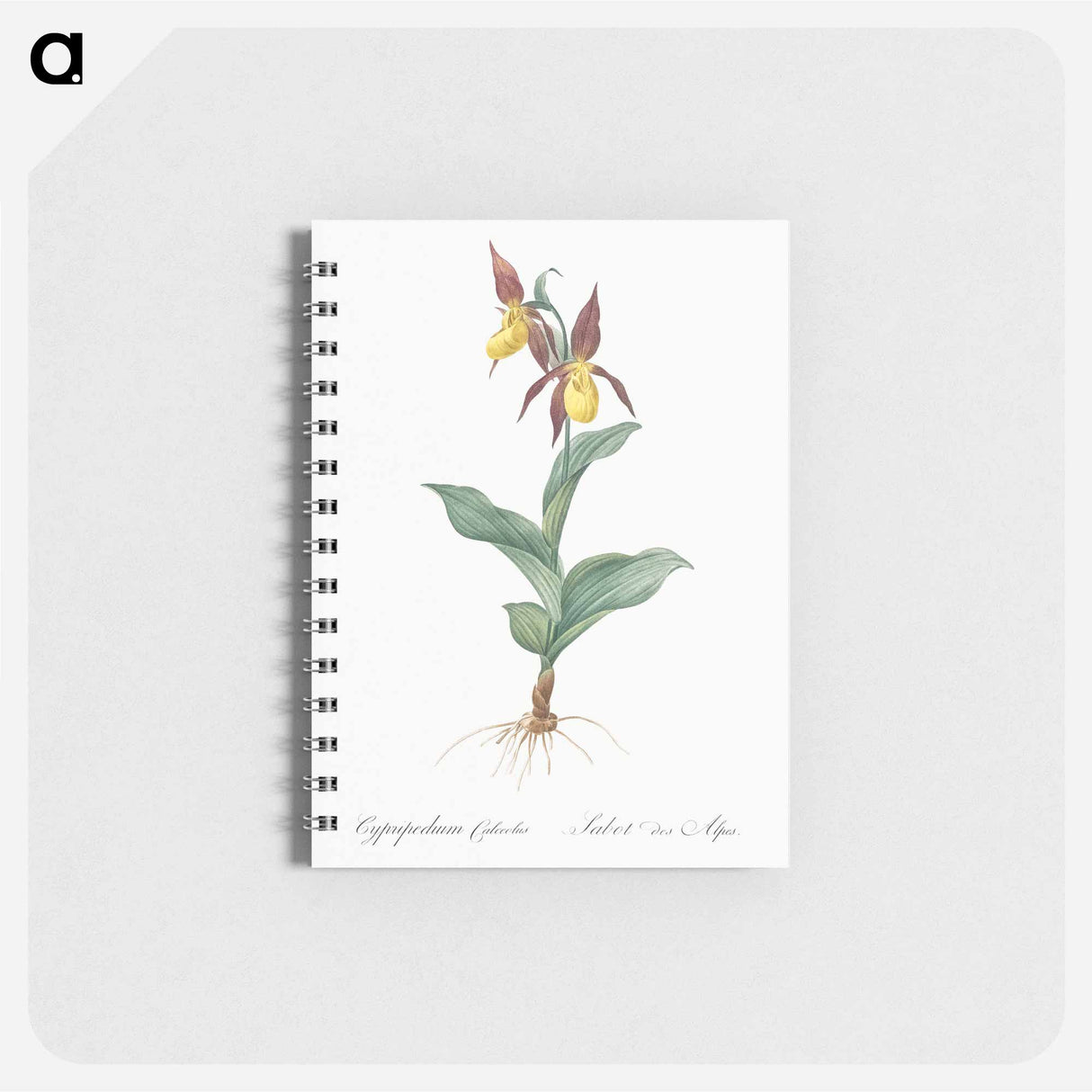 Lady's slipper orchid illustration - ピエール ジョゼフ ルドゥーテ Memo.