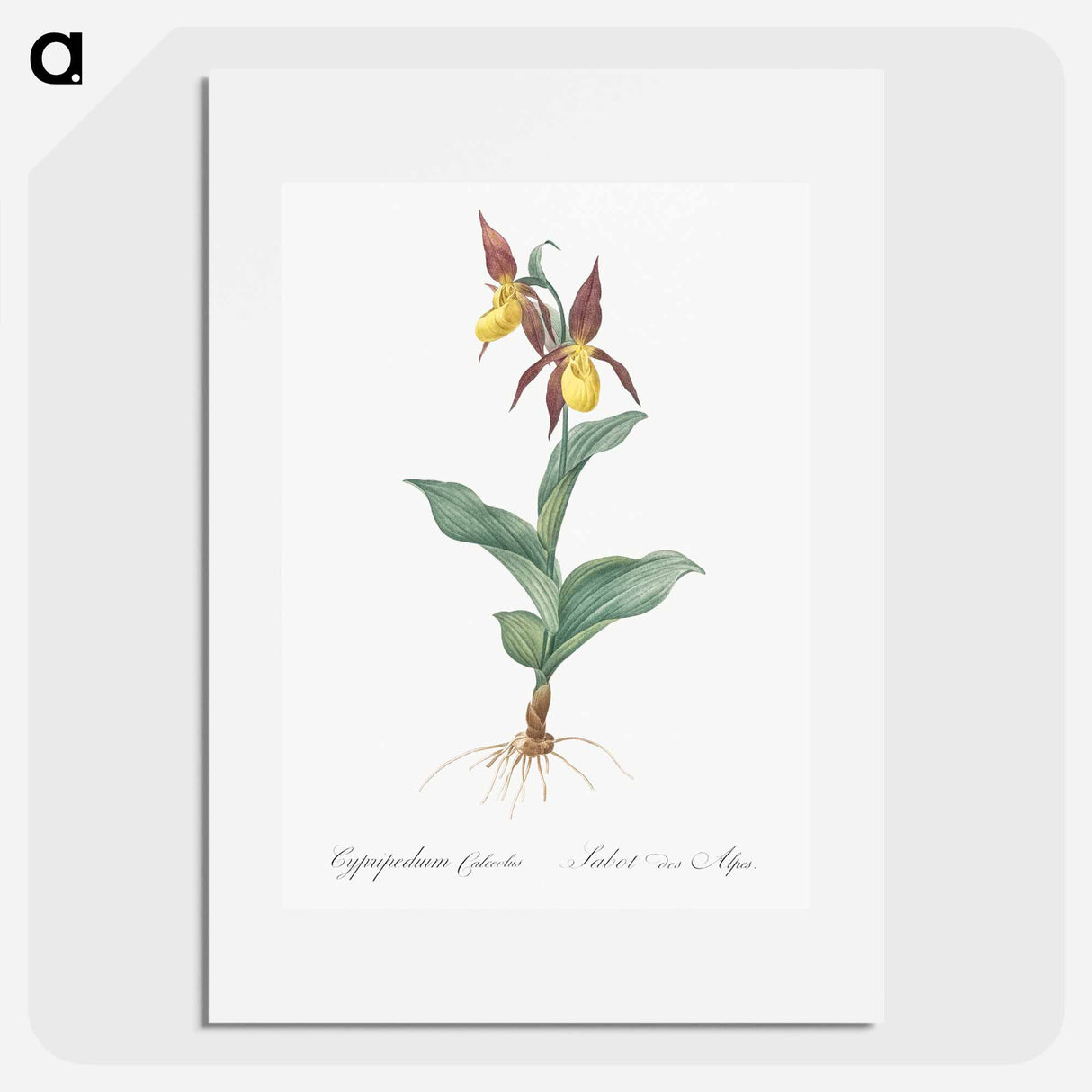 Lady's slipper orchid illustration - Pierre Joseph Redouté Poster.