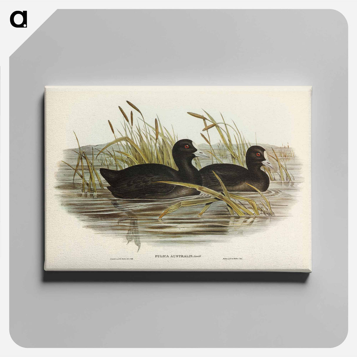 アートパネル-Australian Coot
- ジョン グールド Canvas.
