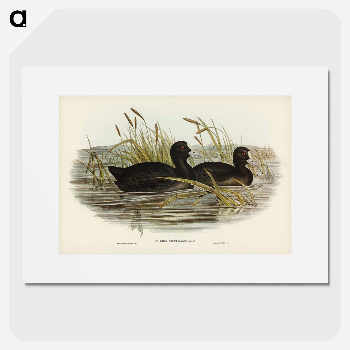 アートポスター-Australian Coot
- ジョン グールド Poster.