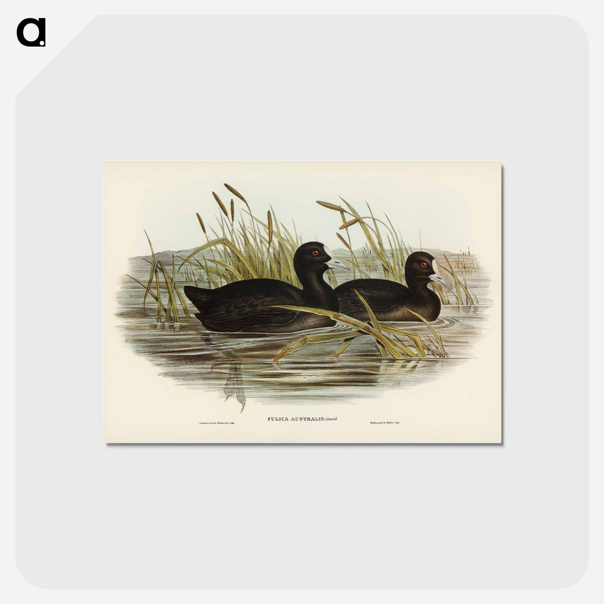 アートポストカード-Australian Coot
- ジョン グールド Postcard.