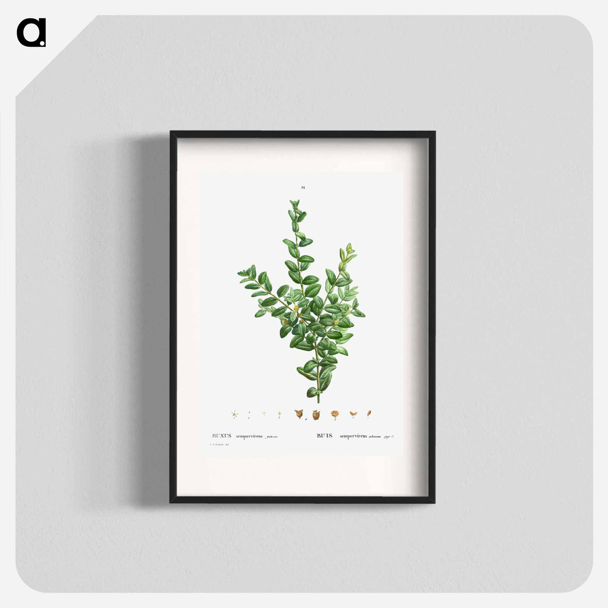 アートポスター-Buxus sempervirens fruticosa - ピエール ジョゼフ ルドゥーテ Poster.