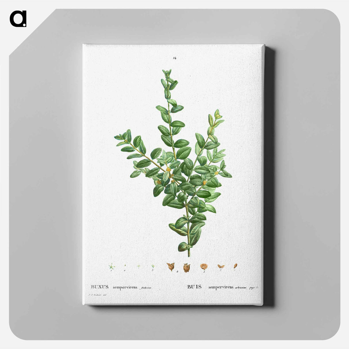 Buxus sempervirens fruticosa - Pierre-Joseph Redouté Canvas.