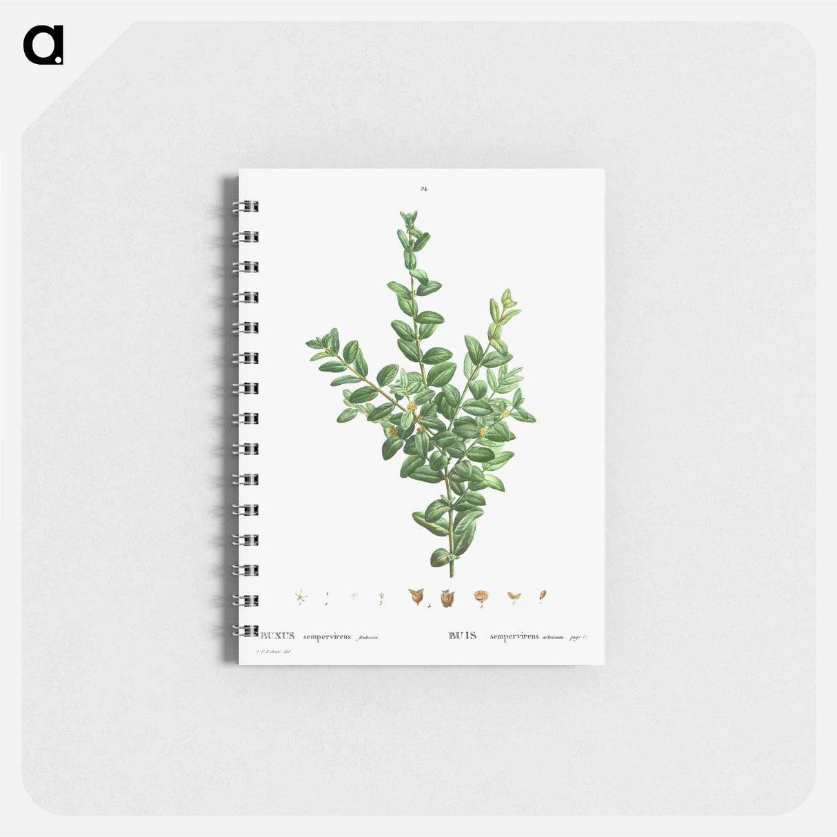 アートメモ帳-Buxus sempervirens fruticosa - ピエール ジョゼフ ルドゥーテ Memo.