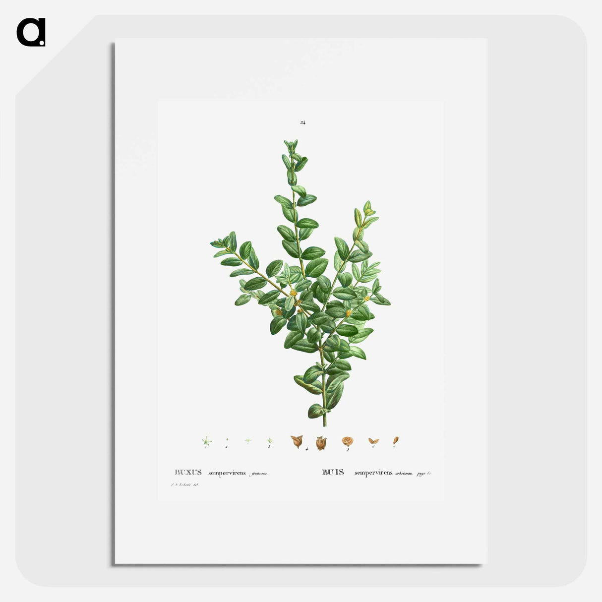 アートポスター-Buxus sempervirens fruticosa - ピエール ジョゼフ ルドゥーテ Poster.