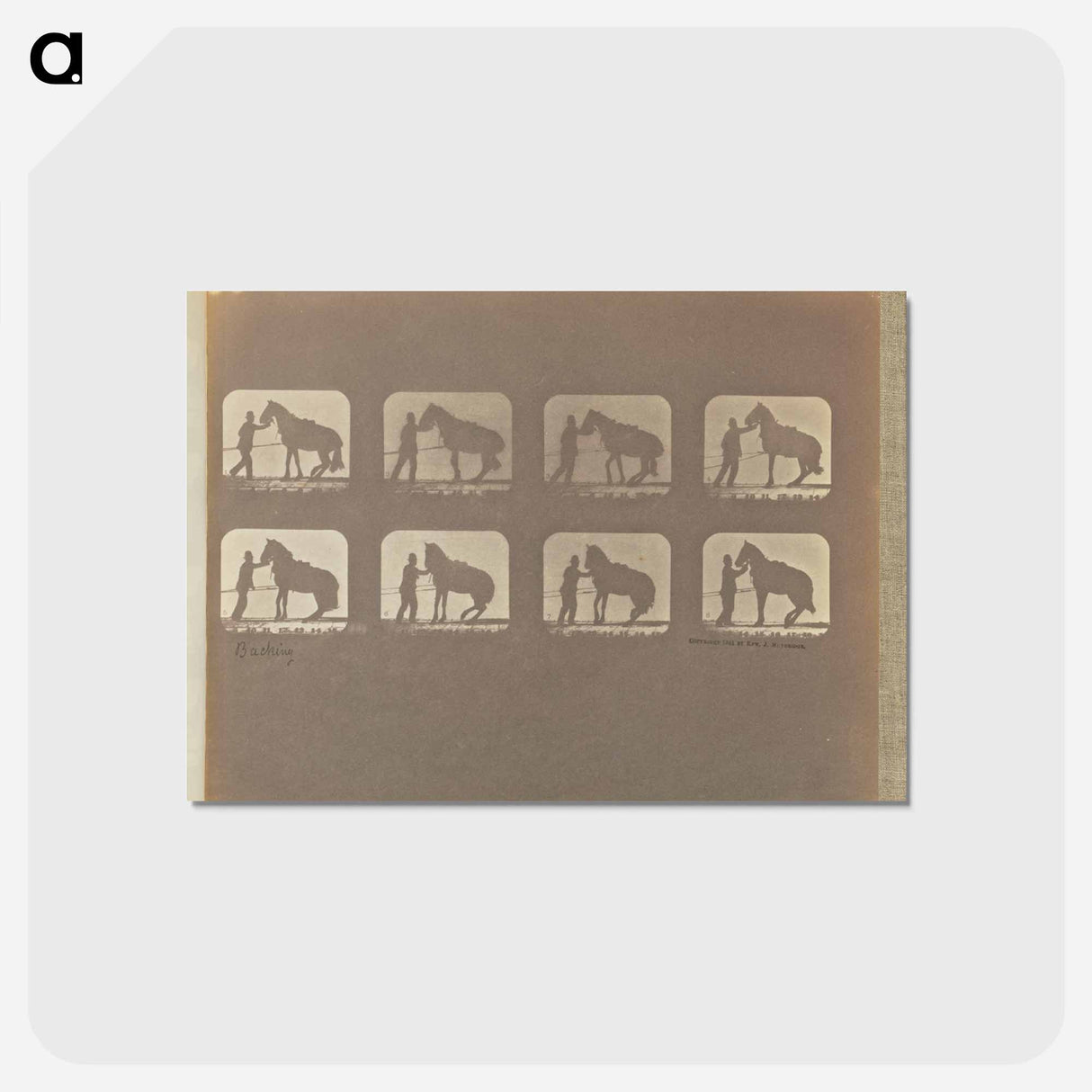 アートポストカード-Backing
- エドワード マイブリッジ Postcard.