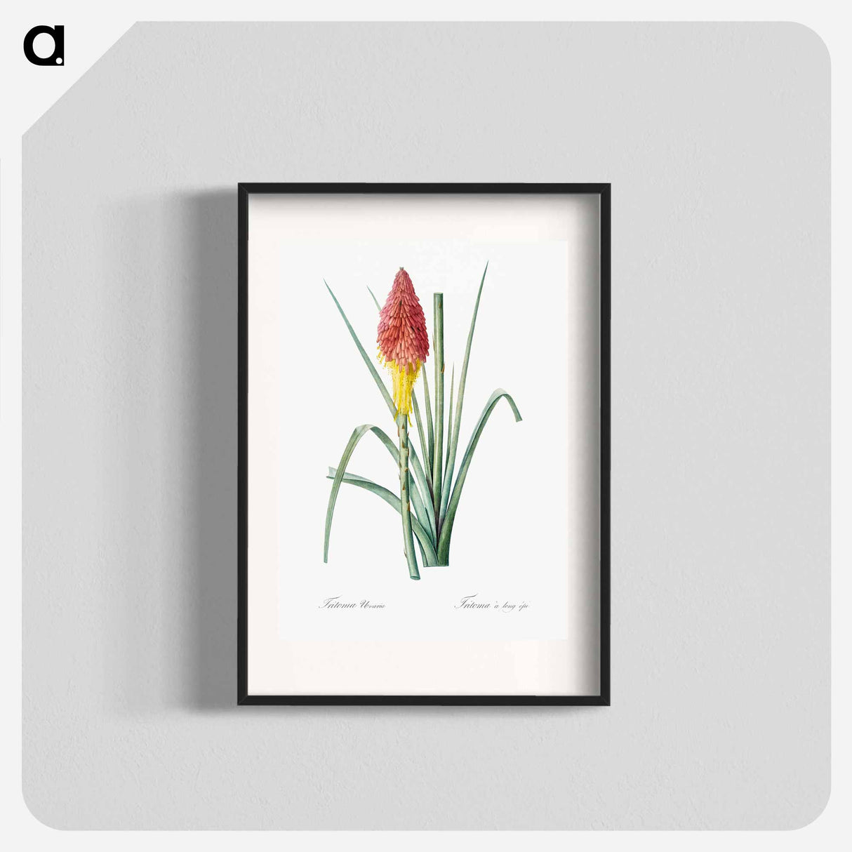 Tritoma illustration - Pierre Joseph Redouté Poster.