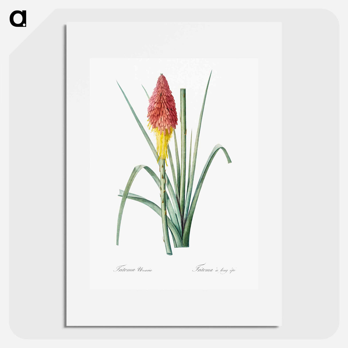 Tritoma illustration - Pierre Joseph Redouté Poster.