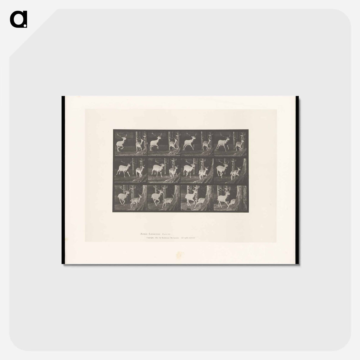 アートポストカード-Fallow Deer Running
- エドワード マイブリッジ Postcard.