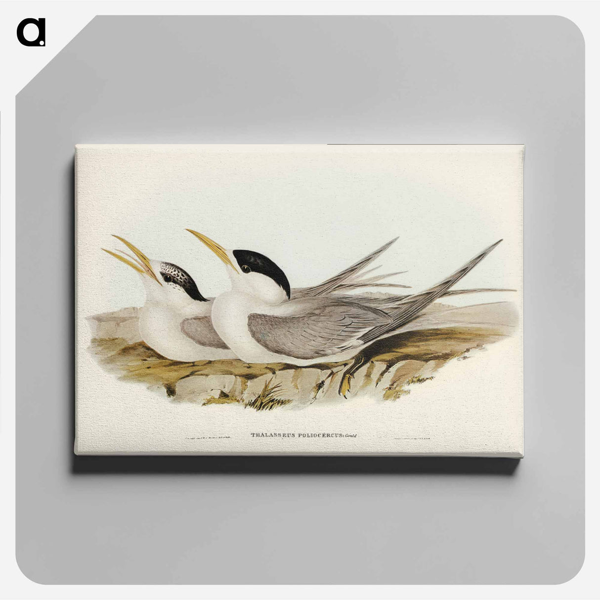 アートパネル-Bass's Straits' Tern
- ジョン グールド Canvas.