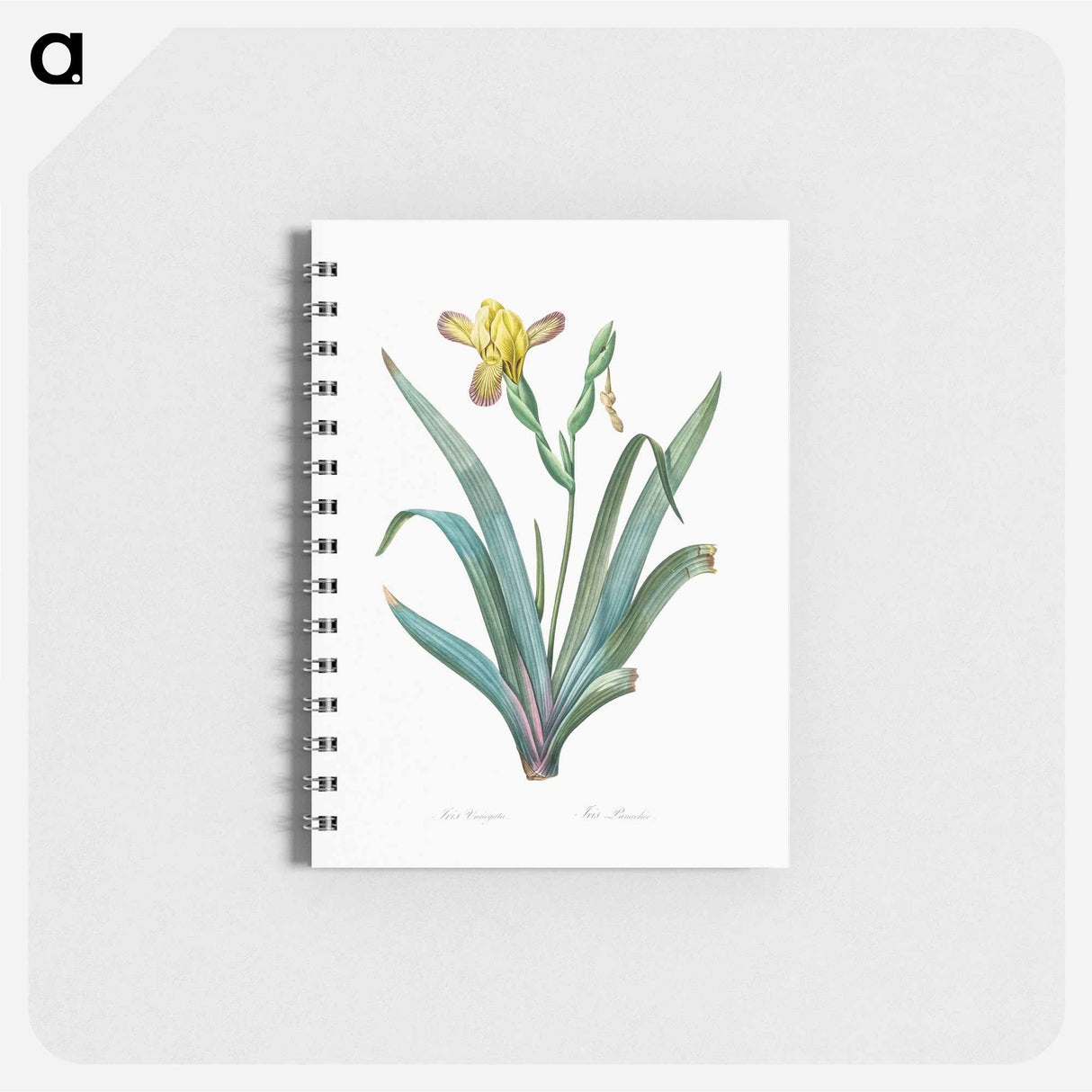 Hungarian iris illustration - ピエール ジョゼフ ルドゥーテ Memo.