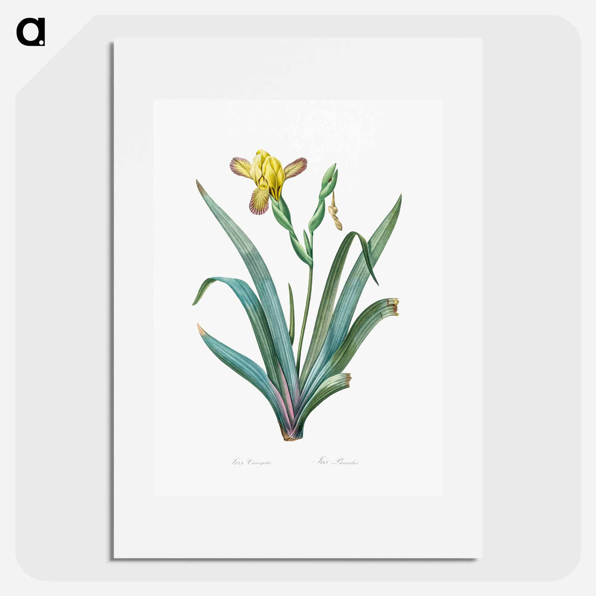 Hungarian iris illustration - ピエール ジョゼフ ルドゥーテ Poster.