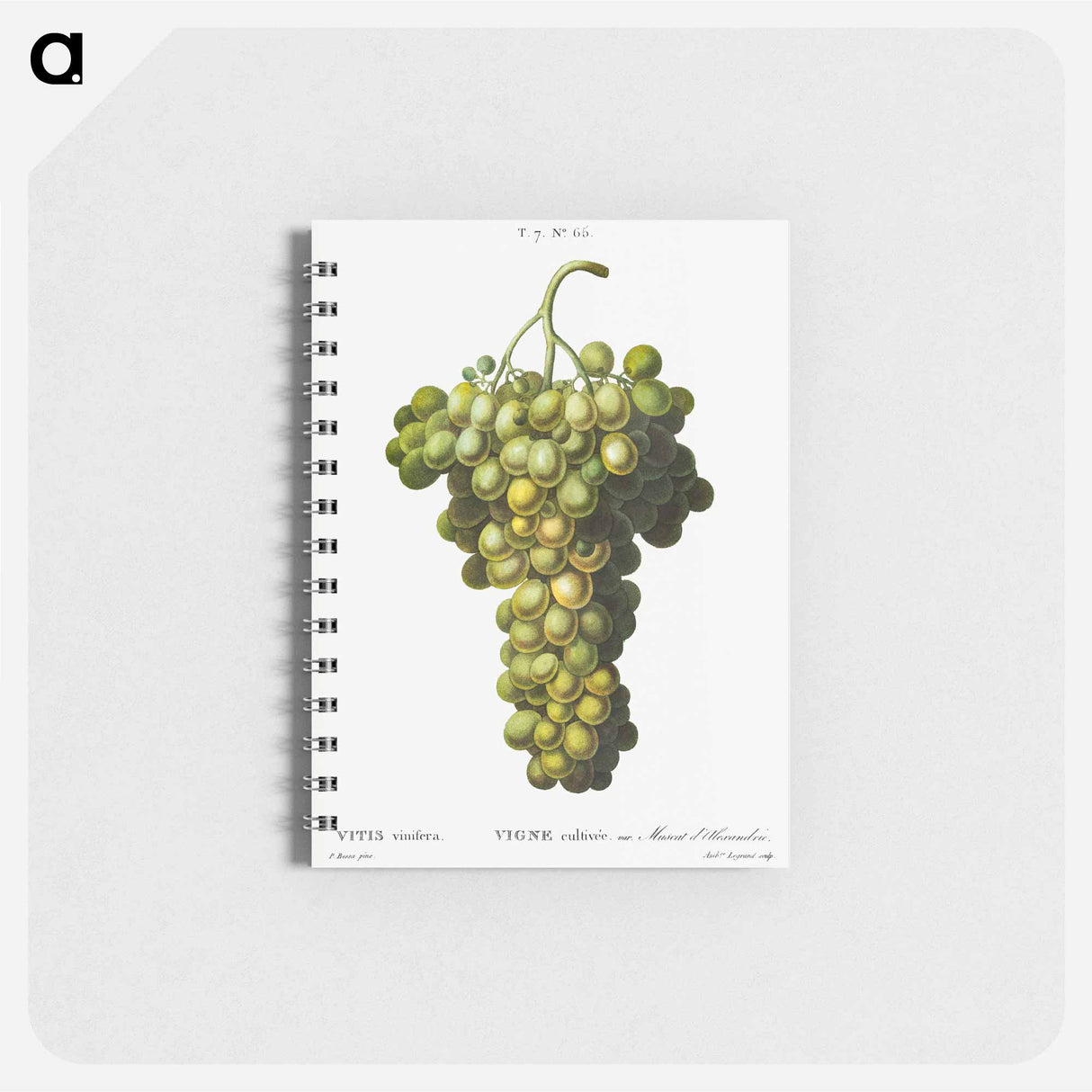 アートメモ帳-Vitis vinifera (Muscat blanc) - ピエール ジョゼフ ルドゥーテ Memo.