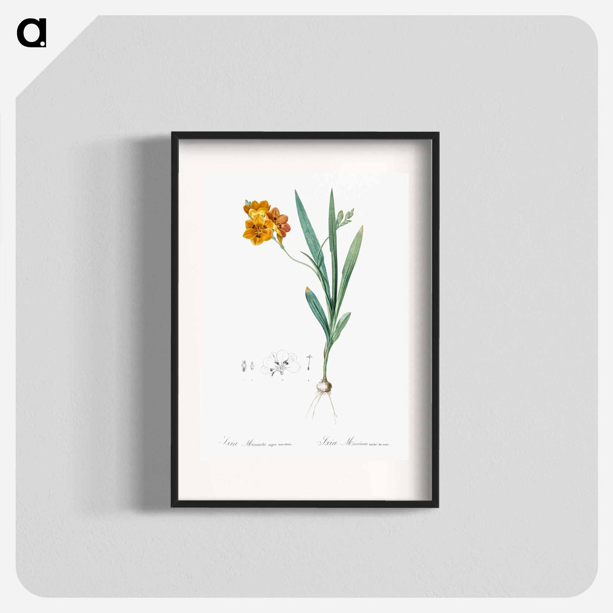 Ixia miniata illustration - Pierre Joseph Redouté Poster.