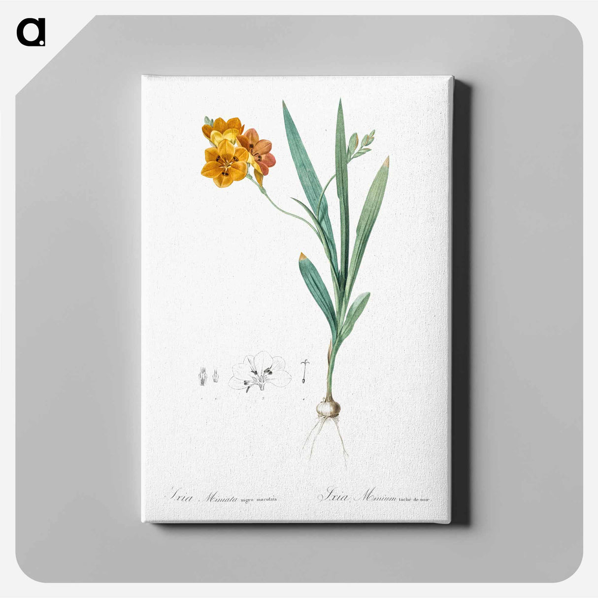Ixia miniata illustration - Pierre Joseph Redouté Canvas.