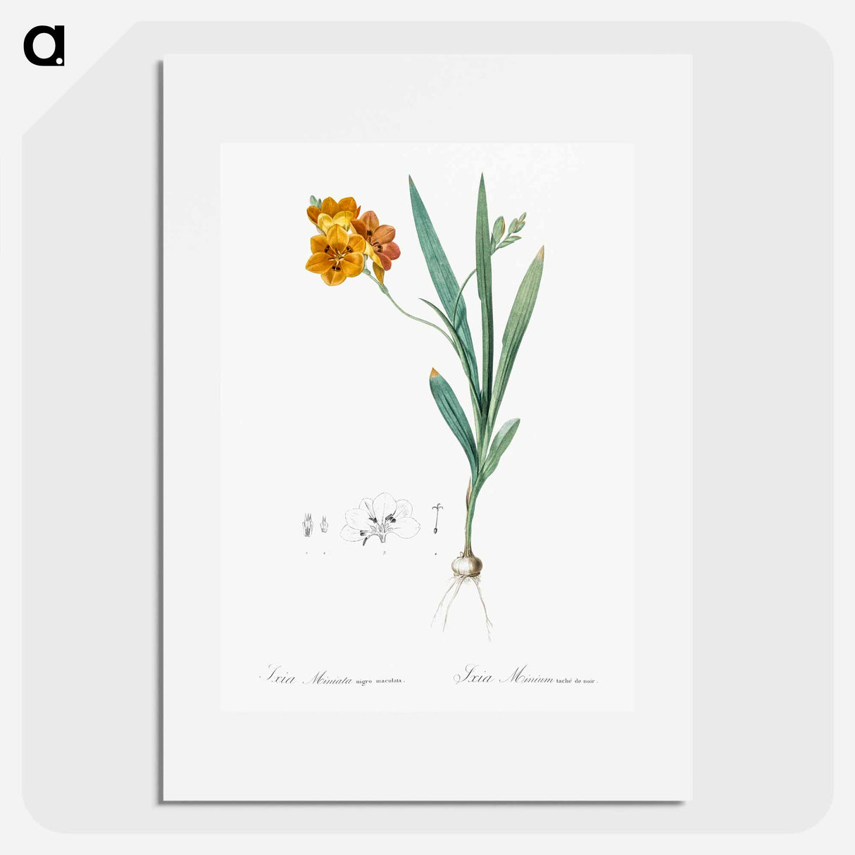 Ixia miniata illustration - Pierre Joseph Redouté Poster.