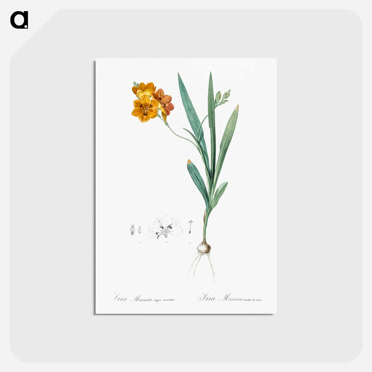 アートポストカード-Ixia miniata illustration - ピエール ジョゼフ ルドゥーテ Postcard.