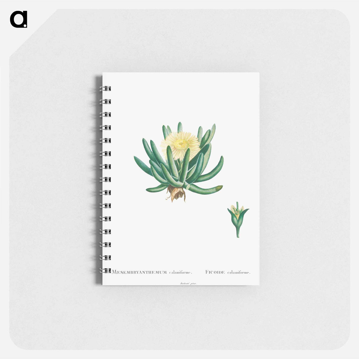 Mesembryanthemum Linguiforme - ピエール ジョゼフ ルドゥーテ Memo.