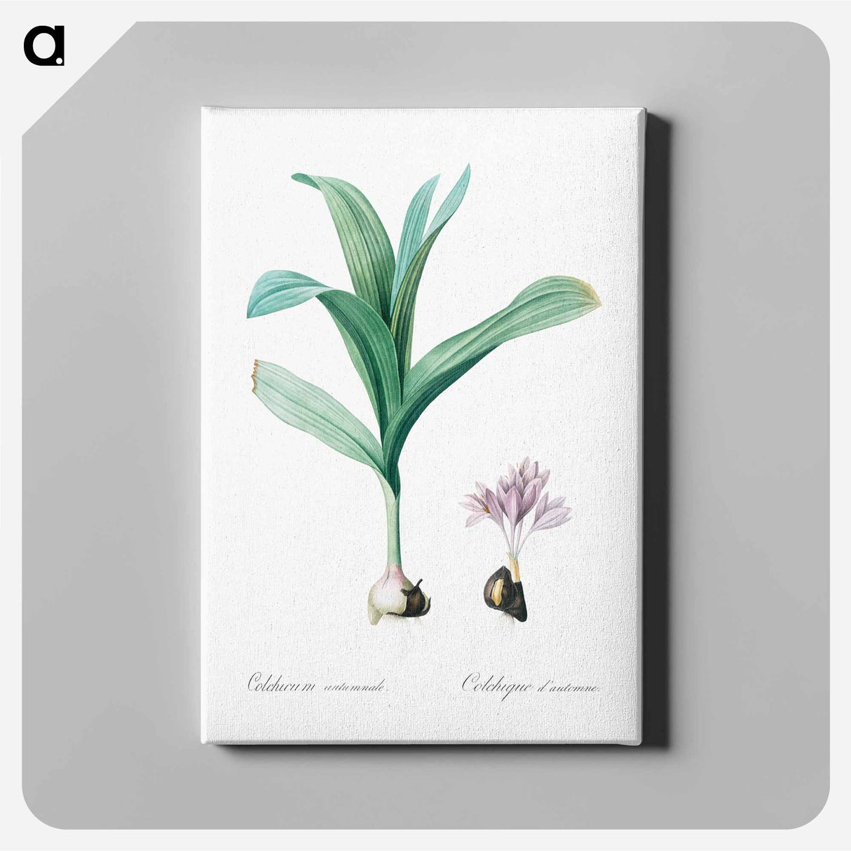 アートパネル-Autumn crocus illustration - ピエール ジョゼフ ルドゥーテ Canvas.