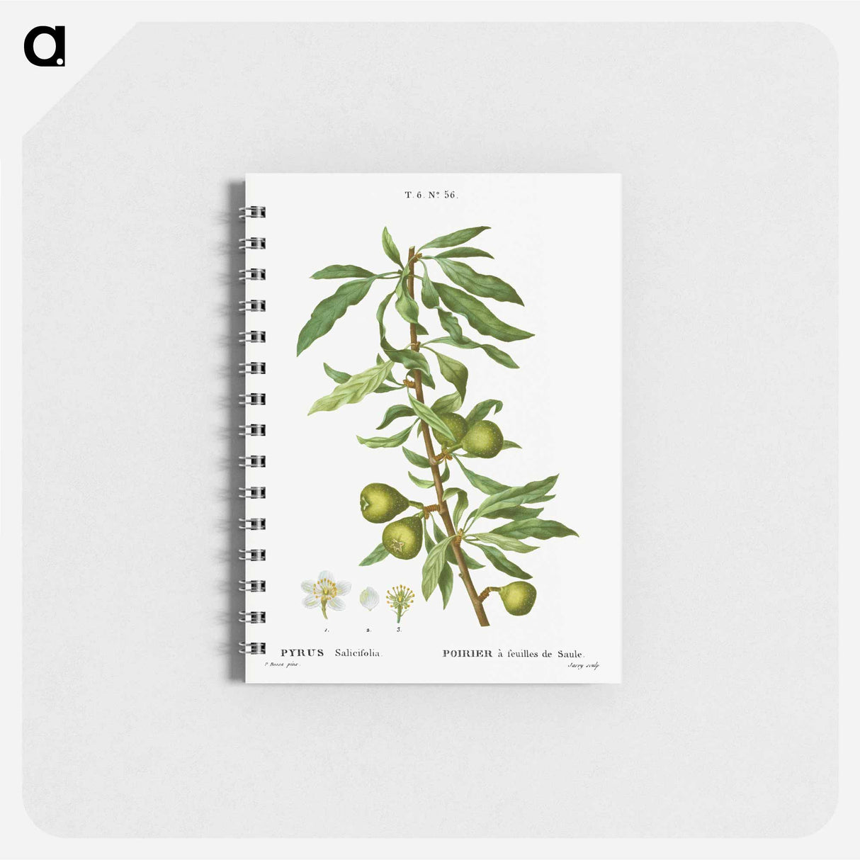 アートメモ帳-Willow-leaved pear, Pyrus salicifolia - ピエール ジョゼフ ルドゥーテ Memo.