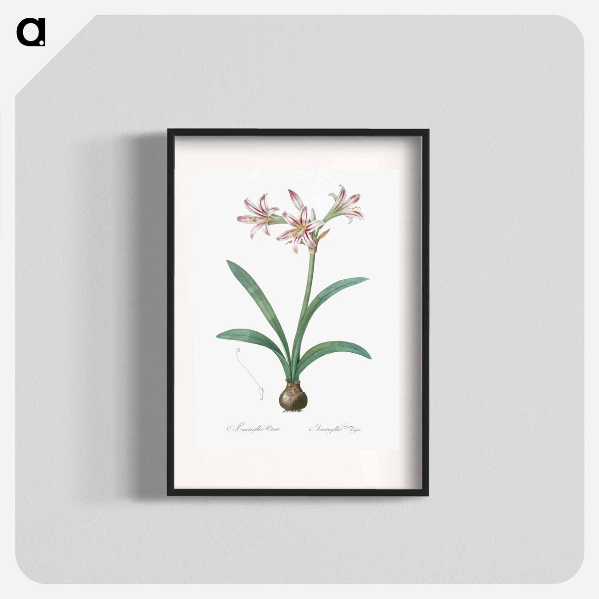 アートポスター-Amaryllis - ピエール ジョゼフ ルドゥーテ Poster.